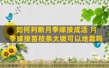 如何判断月季嫁接成活 月季嫁接苗枝条太嫩可以地栽吗